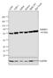 RAN Binding Protein 3 antibody, PA1-084, Invitrogen Antibodies, Western Blot image 