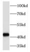 Transcription Factor 7 antibody, FNab08554, FineTest, Western Blot image 
