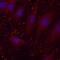 Paxillin antibody, MAB4259, R&D Systems, Immunocytochemistry image 