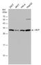 Aly/REF Export Factor antibody, GTX113917, GeneTex, Western Blot image 