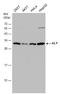 Q86V81 antibody, GTX113917, GeneTex, Western Blot image 