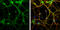 Syntaxin 3 antibody, GTX118549, GeneTex, Immunofluorescence image 