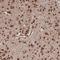 Microtubule Associated Protein 4 antibody, NBP1-89483, Novus Biologicals, Immunohistochemistry frozen image 