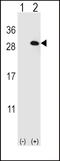 Eukaryotic Translation Initiation Factor 4E Family Member 2 antibody, LS-C167704, Lifespan Biosciences, Western Blot image 