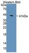 Cyclin Dependent Kinase 2 antibody, LS-C710559, Lifespan Biosciences, Western Blot image 