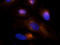 Polo Like Kinase 4 antibody, orb100623, Biorbyt, Immunocytochemistry image 