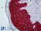 Keratin 5 antibody, LS-B5496, Lifespan Biosciences, Immunohistochemistry frozen image 