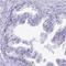 Cilia And Flagella Associated Protein 100 antibody, HPA046354, Atlas Antibodies, Immunohistochemistry frozen image 