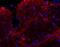MAP2 antibody, NB100-98717, Novus Biologicals, Immunofluorescence image 