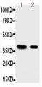 Kruppel Like Factor 5 antibody, PA1889, Boster Biological Technology, Western Blot image 
