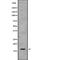 Cystatin 8 antibody, abx146796, Abbexa, Western Blot image 