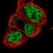 Neuronal PAS Domain Protein 2 antibody, NBP1-88612, Novus Biologicals, Immunofluorescence image 