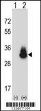Carcinoembryonic Antigen Related Cell Adhesion Molecule 3 antibody, 57-311, ProSci, Western Blot image 