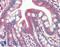 SAP30 Like antibody, 42-835, ProSci, Enzyme Linked Immunosorbent Assay image 