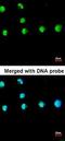 Nuclear Receptor Subfamily 2 Group F Member 1 antibody, orb73765, Biorbyt, Immunocytochemistry image 