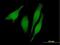 RUN And SH3 Domain Containing 1 antibody, H00023623-B01P, Novus Biologicals, Immunocytochemistry image 