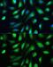 Galectin 3 antibody, GTX35218, GeneTex, Immunocytochemistry image 