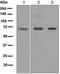 Extracellular Matrix Protein 1 antibody, ab126629, Abcam, Western Blot image 