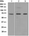 Extracellular matrix protein 1 antibody, ab126629, Abcam, Western Blot image 