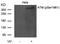 ATM Serine/Threonine Kinase antibody, 79-156, ProSci, Western Blot image 