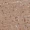 Katanin Regulatory Subunit B1 antibody, NBP1-87503, Novus Biologicals, Immunohistochemistry frozen image 