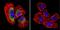 Calpain 1 antibody, MA3-942, Invitrogen Antibodies, Immunofluorescence image 
