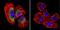 Calpain 1 antibody, MA3-942, Invitrogen Antibodies, Immunofluorescence image 