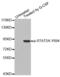 Signal Transducer And Activator Of Transcription 5A antibody, abx000190, Abbexa, Western Blot image 