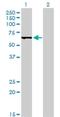 AT-Rich Interaction Domain 3A antibody, H00001820-M01, Novus Biologicals, Western Blot image 