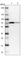 GDH antibody, HPA004824, Atlas Antibodies, Western Blot image 