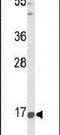 Prepronociceptin antibody, PA5-26321, Invitrogen Antibodies, Western Blot image 