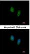 RAN, Member RAS Oncogene Family antibody, NBP1-31776, Novus Biologicals, Immunocytochemistry image 