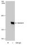 Gem Nuclear Organelle Associated Protein 5 antibody, PA5-78459, Invitrogen Antibodies, Immunoprecipitation image 