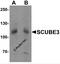 Signal Peptide, CUB Domain And EGF Like Domain Containing 3 antibody, 7003, ProSci, Western Blot image 