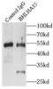Basic Helix-Loop-Helix Family Member A15 antibody, FNab00886, FineTest, Immunoprecipitation image 