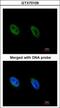 ATR Serine/Threonine Kinase antibody, GTX70109, GeneTex, Immunocytochemistry image 