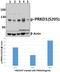 Protein Kinase D1 antibody, A01455S205, Boster Biological Technology, Western Blot image 