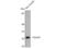 SIX Homeobox 6 antibody, STJ95672, St John