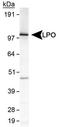 Lactoperoxidase antibody, TA336543, Origene, Western Blot image 