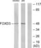 Forkhead Box D3 antibody, LS-B7060, Lifespan Biosciences, Western Blot image 