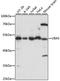 Ubiquitin Like Modifier Activating Enzyme 5 antibody, A15514, ABclonal Technology, Western Blot image 