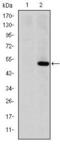 Matrix Metallopeptidase 1 antibody, MA5-15872, Invitrogen Antibodies, Western Blot image 