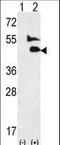 Growth Differentiation Factor 2 antibody, LS-C97992, Lifespan Biosciences, Western Blot image 