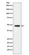 Growth Associated Protein 43 antibody, M01868, Boster Biological Technology, Western Blot image 