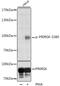 Ribosomal Protein S6 Kinase A1 antibody, GTX66605, GeneTex, Western Blot image 