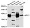 Mannose Receptor C-Type 1 antibody, STJ111269, St John