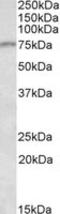 CREB Regulated Transcription Coactivator 2 antibody, LS-C139781, Lifespan Biosciences, Western Blot image 