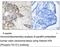 Histone Deacetylase 5 antibody, MBS004447, MyBioSource, Immunohistochemistry frozen image 