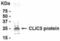 Chloride Intracellular Channel 3 antibody, NB100-75518, Novus Biologicals, Western Blot image 