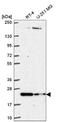 Class B basic helix-loop-helix protein 42 antibody, NBP2-56299, Novus Biologicals, Western Blot image 